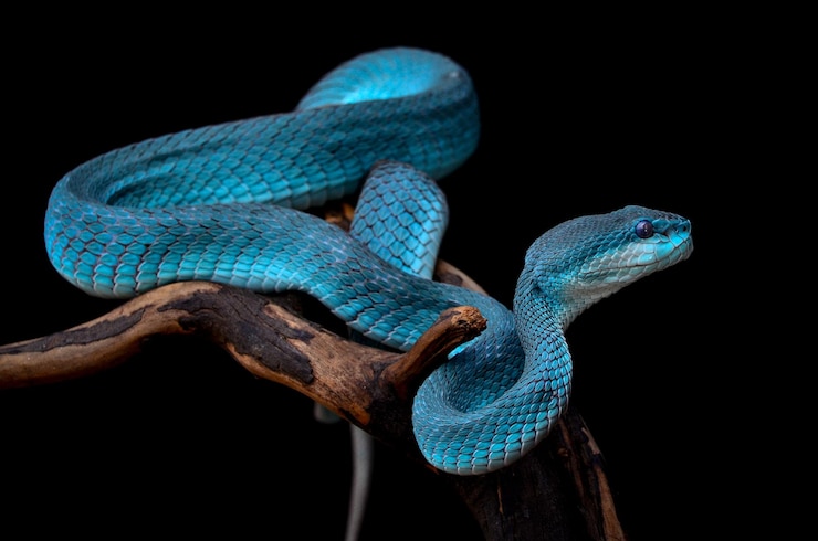 Foto close-up de lagarto em árvore contra fundo preto