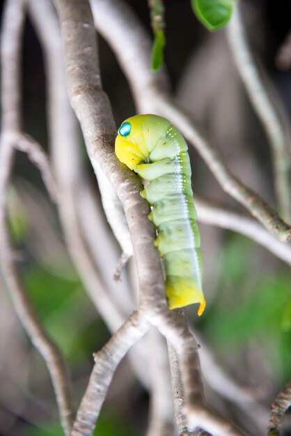 Foto close-up de lagarto em folha