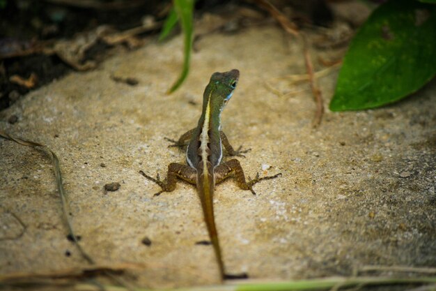 Close-up de lagarto em folha