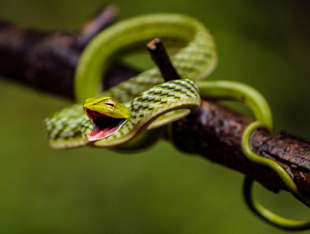 Foto close-up de lagarto em folha