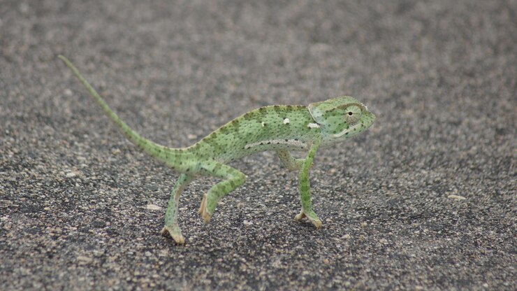 Foto close-up de lagarto em folha