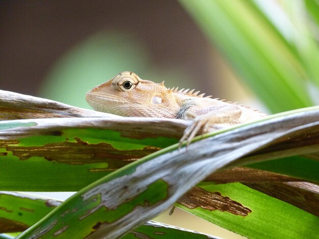 Foto close-up de lagarto em folha