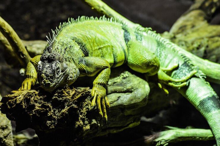 Foto close-up de lagarto em folha