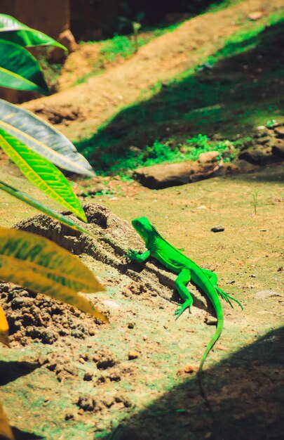 Foto close-up de lagarto em folha