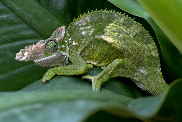 Foto close-up de lagarto em folha