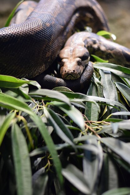 Close-up de lagarto em folhas