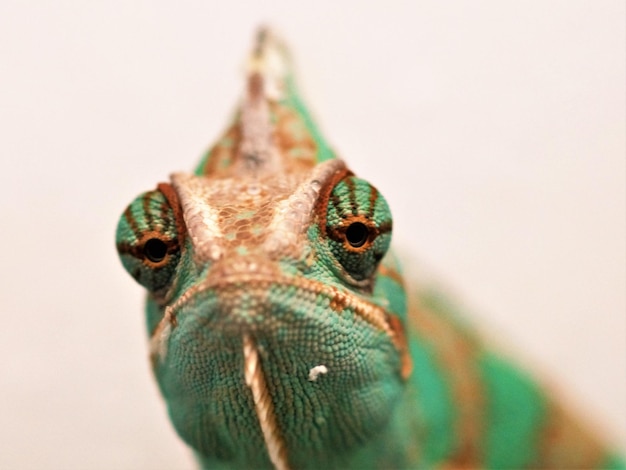 Foto close-up de lagarto em fundo branco