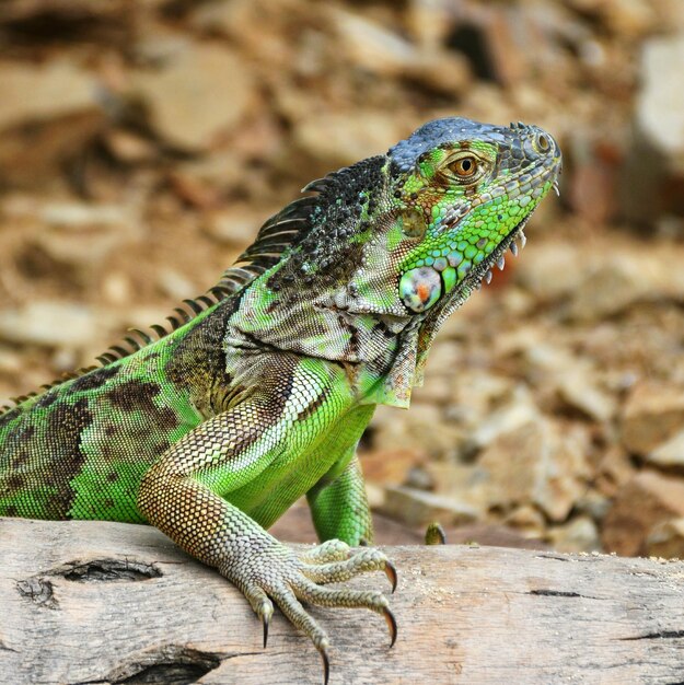 Foto close-up de lagarto em madeira