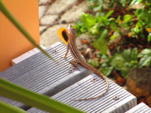 Foto close-up de lagarto em madeira