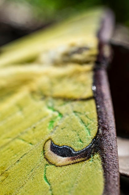 Foto close-up de lagarto em madeira