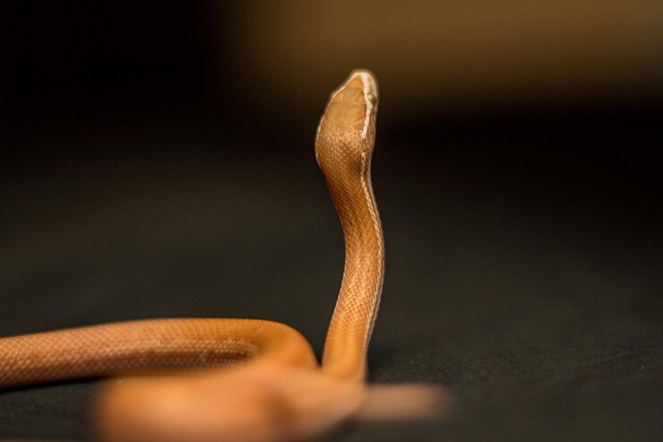 Foto close-up de lagarto em mesa contra fundo preto
