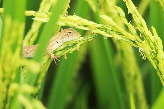 Foto close-up de lagarto em planta