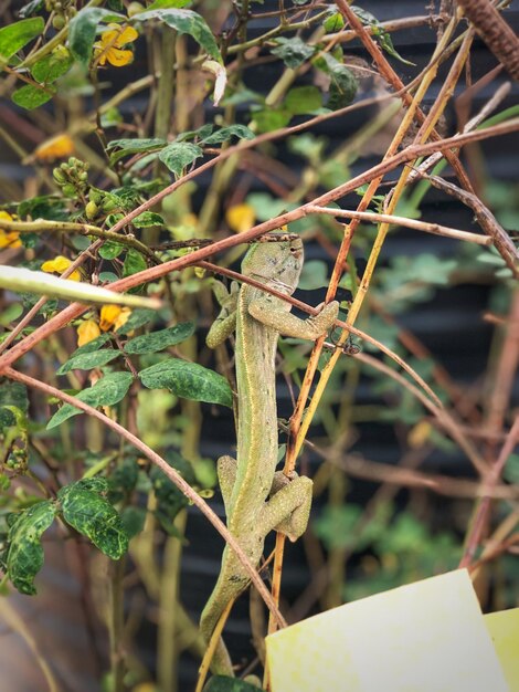 Foto close-up de lagarto em planta