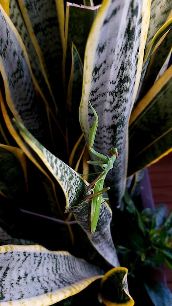 Foto close-up de lagarto em planta