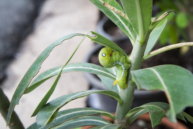 Close-up de lagarto em planta