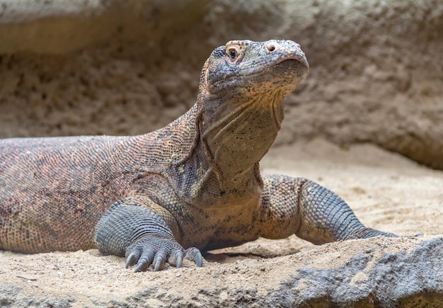 Foto close-up de lagarto em rocha