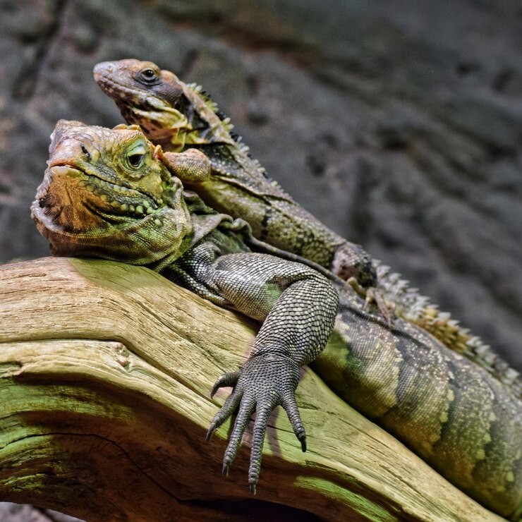 Foto close-up de lagarto em rocha