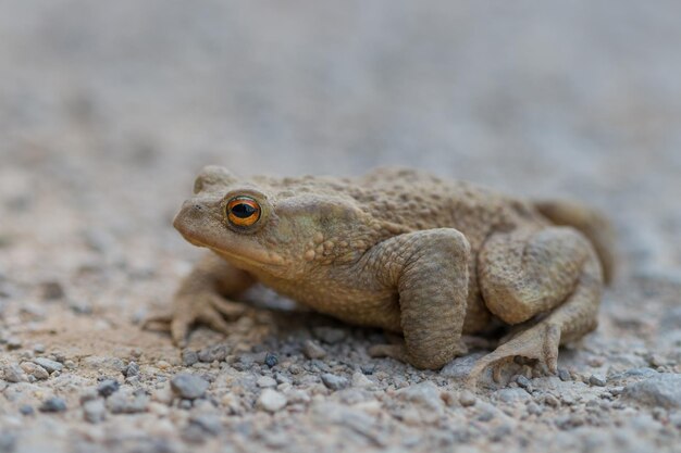 Close-up de lagarto em rocha