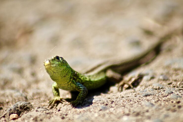Foto close-up de lagarto em rocha