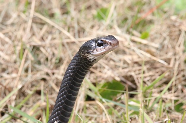 Foto close-up de lagarto em rocha