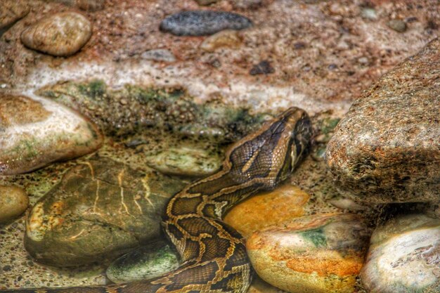 Close-up de lagarto em rocha