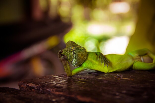 Foto close-up de lagarto em rocha