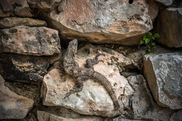 Close-up de lagarto em rocha