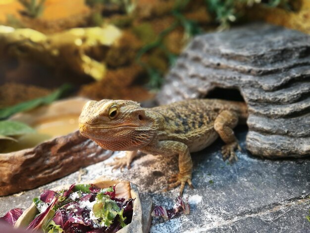 Foto close-up de lagarto em rocha