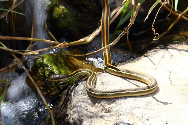 Foto close-up de lagarto em rocha