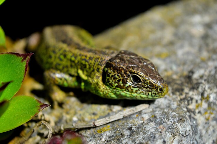 Foto close-up de lagarto em rocha