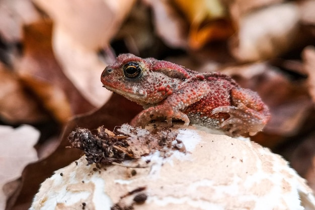 Close-up de lagarto em rocha