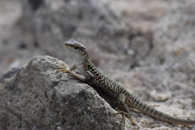 Close-up de lagarto em rocha