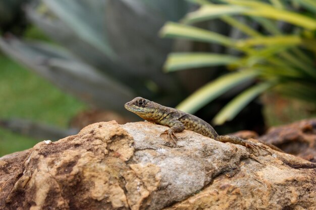 Foto close-up de lagarto em rocha