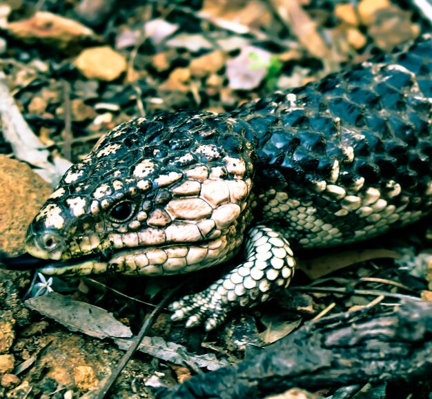 Foto close-up de lagarto em terra