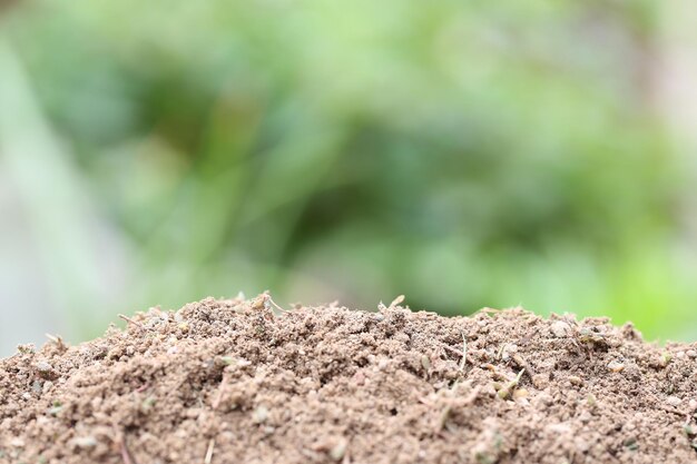 Foto close-up de lagarto em terra