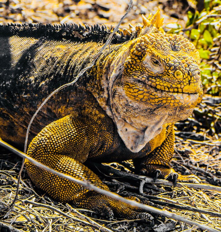 Foto close-up de lagarto em terra