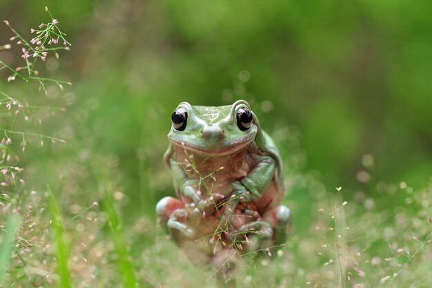 Foto close-up de lagarto na grama