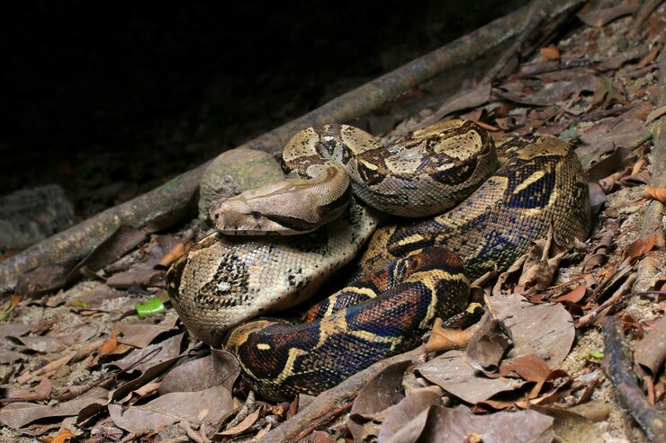 Foto close-up de lagarto no campo