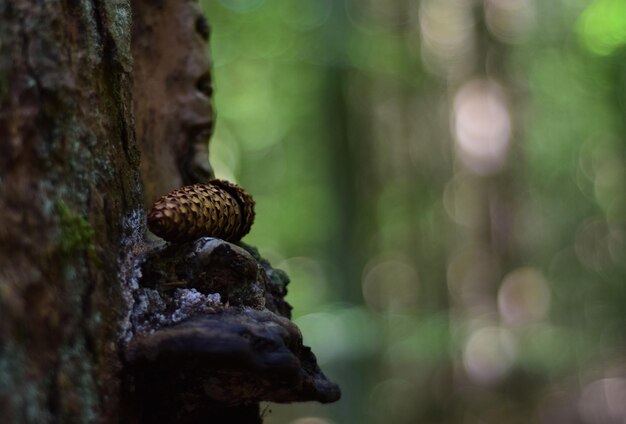 Foto close-up de lagarto no tronco de uma árvore