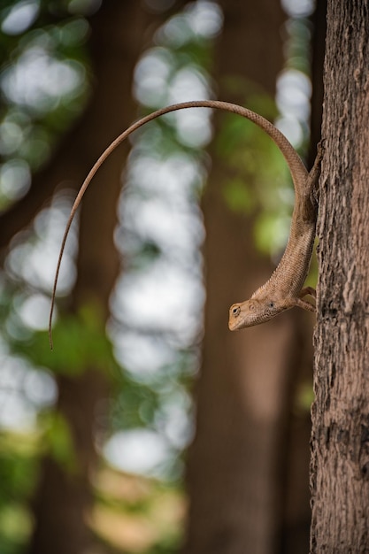 Foto close-up de lagarto no tronco de uma árvore