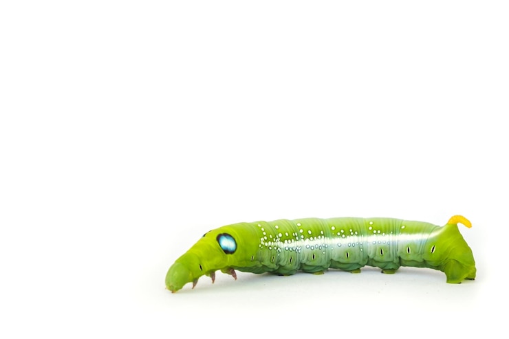 Foto close-up de lagarto verde em fundo branco