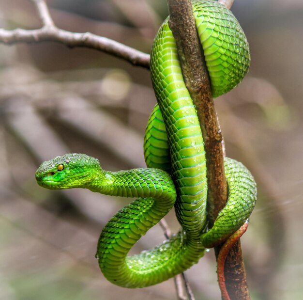 Foto close-up de lagarto verde em um galho