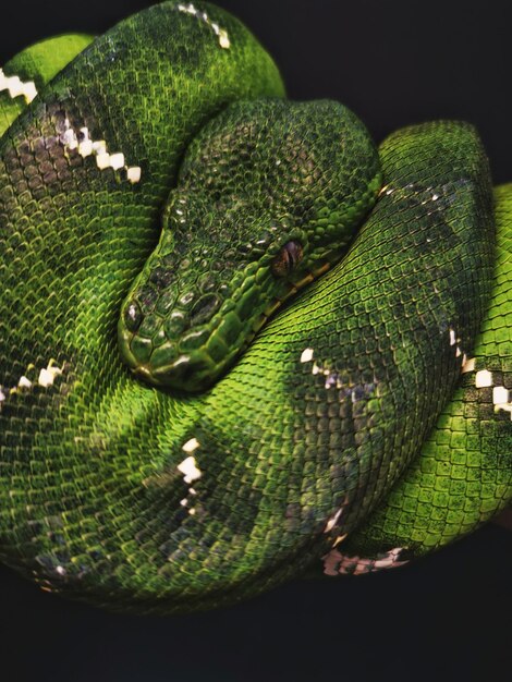 Foto close-up de lagarto verde em uma árvore