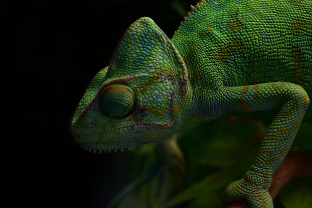 Foto close-up de lagarto verde em uma árvore