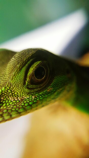 Foto close-up de lagarto verde