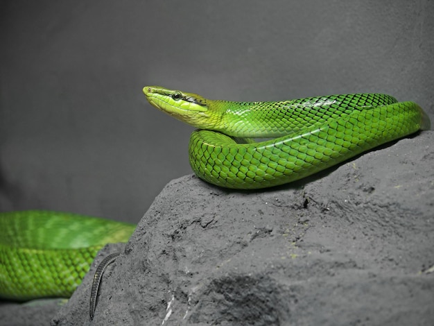 Foto close-up de lagarto verde