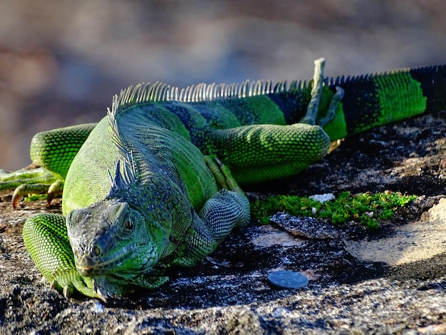 Close-up de lagarto verde