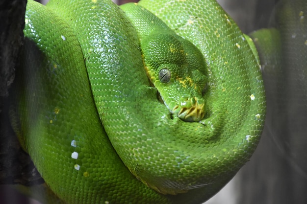 Close-up de lagarto verde