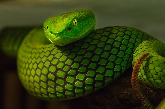 Close-up de lagarto verde