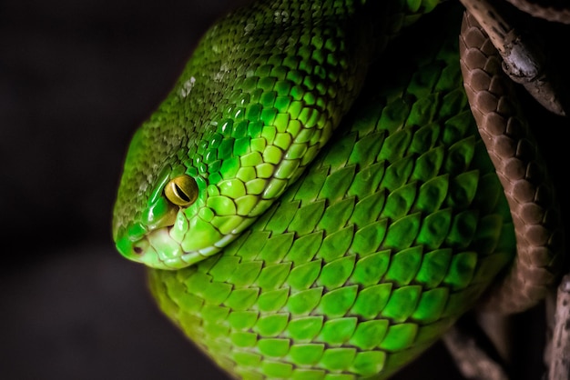 Foto close-up de lagarto verde